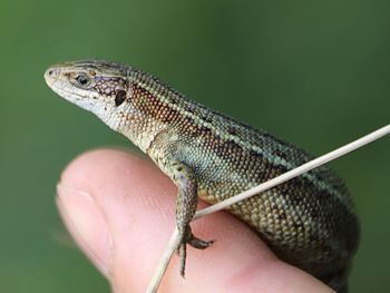 Cropped hand holding lizard