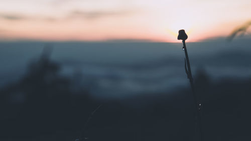 Close-up of silhouette plant against sea at sunset