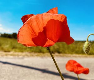 Close-up of red poppy flower against sky
