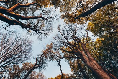 Low angle view of trees against sky during autumn