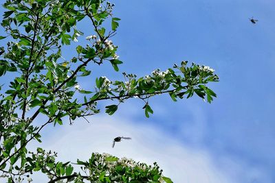 Low angle view of bird flying against blue sky