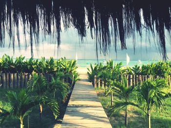 Palm trees on beach against sky