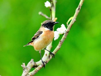 Close-up of bird perching on branch