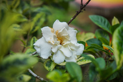 Close-up of white flowering plant