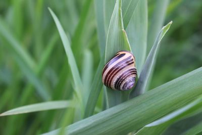 Close-up of snail on grass