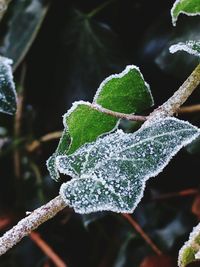 Close-up of frozen water drops on plant
