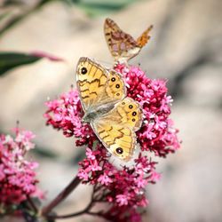 Close-up of butterfly pollinating on pink flower