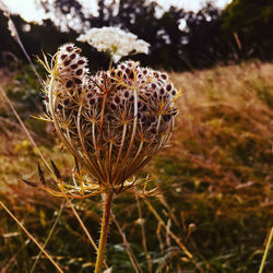 Close-up of wilted flower on field