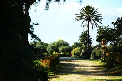 Footpath amidst palm trees against sky