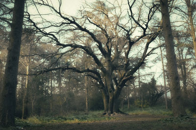 Trees in forest