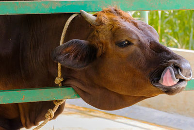 Close-up of cow