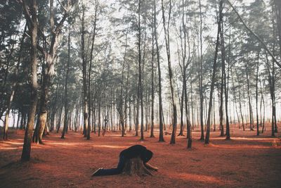 Trees in forest