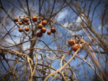 Close-up of fruits on tree against sky