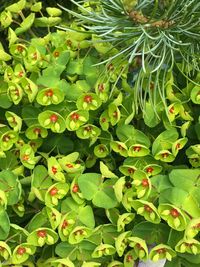 Close-up of plants