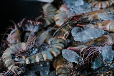 Full frame shot of crab on rock