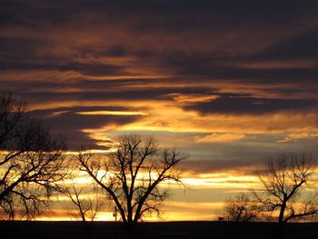 Silhouette of trees at sunset