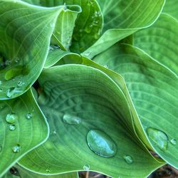 Close-up of raindrops on leaves