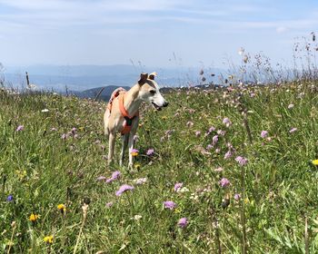 View of dog on field
