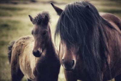 Horses in a field