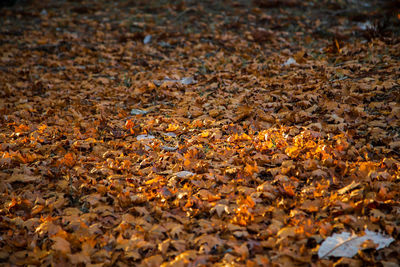Full frame shot of dry leaves on land
