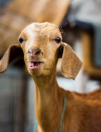 Close-up portrait of goat