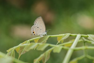 Butterfly on leaf