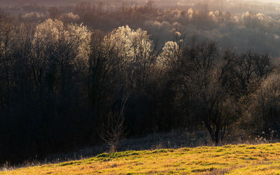 nature
