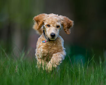 Portrait of dog running on grass