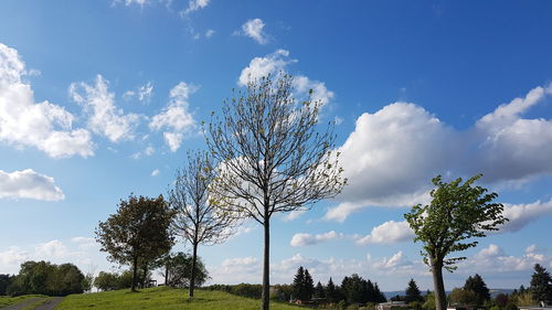 Low angle view of trees on field against sky