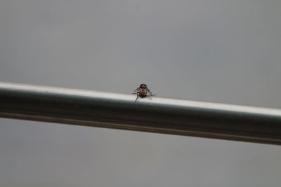 Close-up of insect perching on cable against clear sky