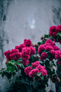 Close-up of pink flowering plants