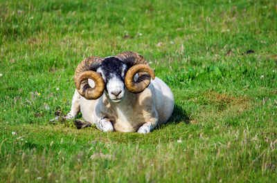 View of lion lying on grass