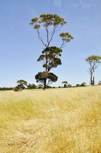 Tree on field against clear sky