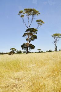 Tree on field against clear sky