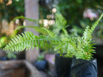 Close-up of fern leaves on potted plant
