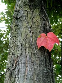 Close-up of tree trunk