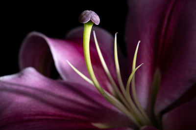Close-up of pink rose flower against black background