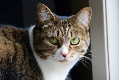 Close-up portrait of a cat