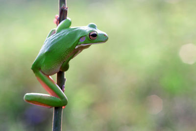 Close-up of frog on leaf