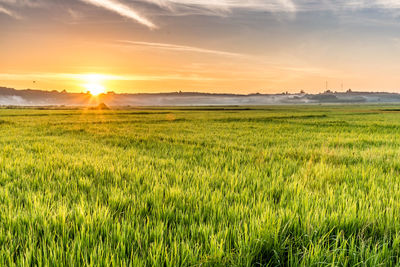 Scenic view of field against sky during sunset