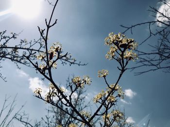 Low angle view of cherry blossoms against sky