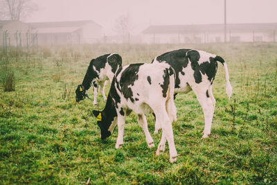 Cows grazing in a field