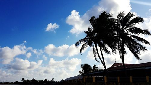 Low angle view of silhouette coconut palm trees against sky