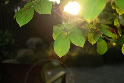 Close-up of leaves on tree