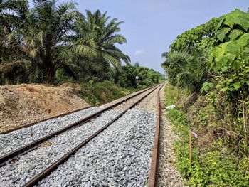 Railroad tracks amidst trees against sky