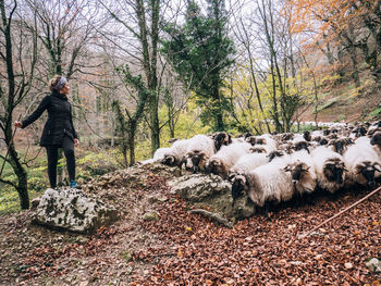 Female shepherds standing on rock on path covered with autumn leaves during transhumance of sheep herd on cloudy day in urbasa range