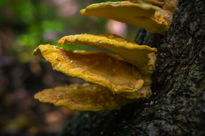 Close-up of yellow leaf on tree trunk