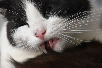 Close-up of cat sleeping