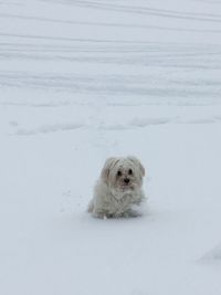 Dog sitting on snow