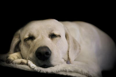 Close-up portrait of dog lying down